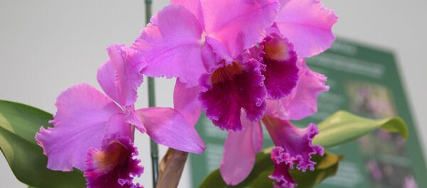 Орхидея - Sputnik Латвия