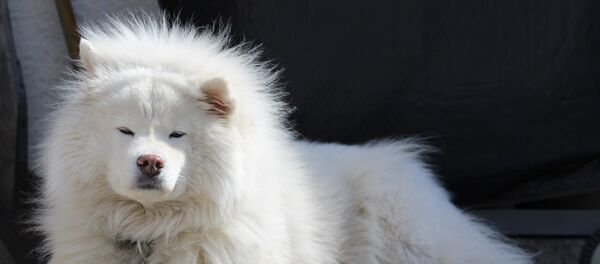 Самоедская лайка на ветру Самоедская лайка на ветру - Sputnik Латвия