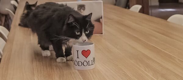 Кот Думка Рижской мэрии с кружкой из Венгрии - Sputnik Латвия