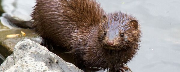 Норка - Sputnik Latvija