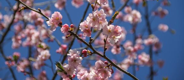 Цветение сакуры в Риге - Sputnik Латвия