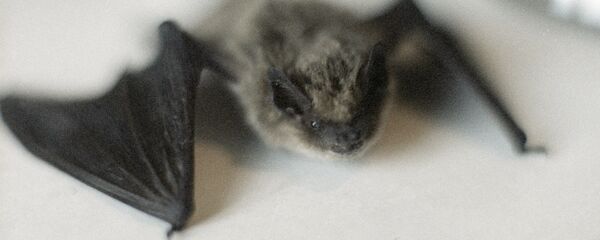 Летучая мышь - Sputnik Латвия