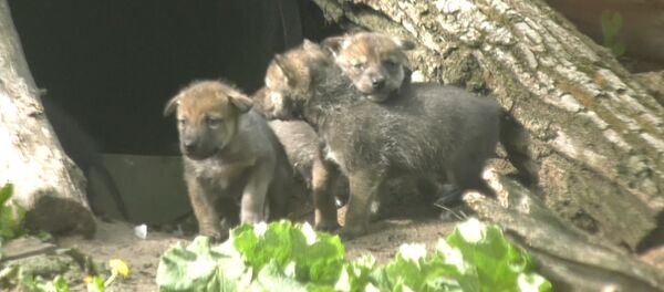 Mēs esam vienu asiņu: ASV parādīts retu Meksikas vilku bars Mēs esam vienu asiņu: ASV parādīts retu Meksikas vilku bars - Sputnik Latvija