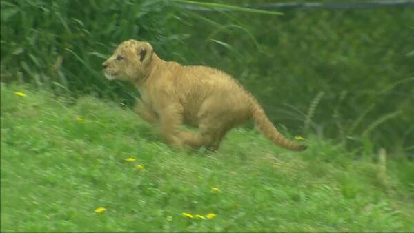 Lauvēna pirmā pastaiga Dalasas zooparkā - Sputnik Latvija