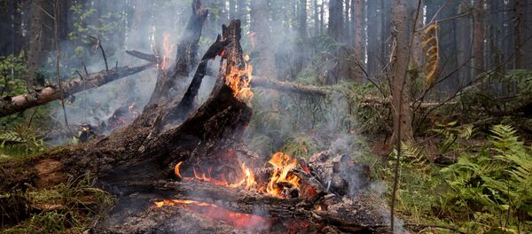 Лесные пожары - Sputnik Латвия