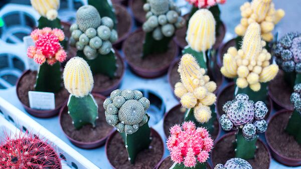 Выставка кактусов, архивное фото Выставка кактусов, архивное фото - Sputnik Латвия