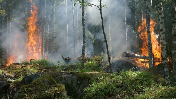 Лесные пожары - Sputnik Латвия