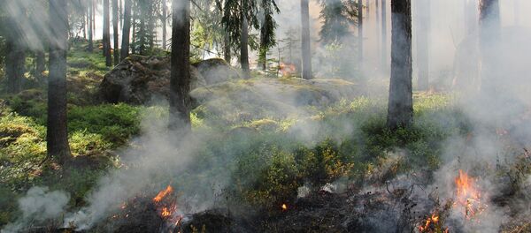 Meža ugunsgrēks. Foto no arhīva Meža ugunsgrēks. Foto no arhīva - Sputnik Latvija