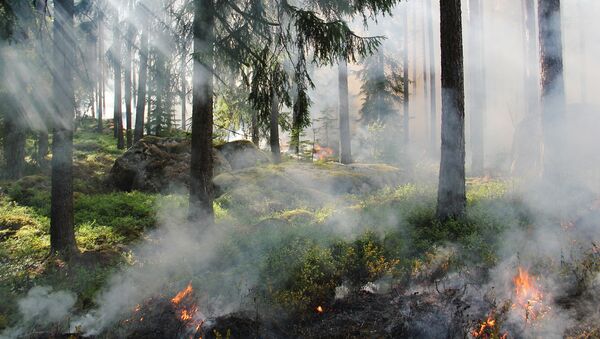 Meža ugunsgrēks. Foto no arhīva - Sputnik Latvija