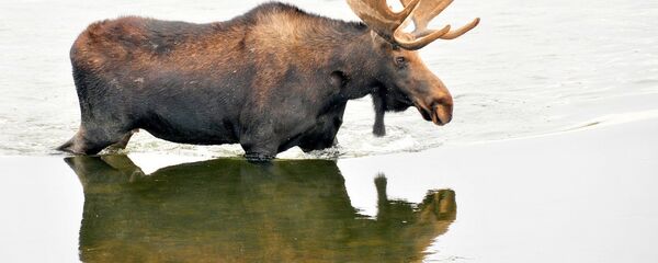 Лось в реке, архивное фото - Sputnik Латвия