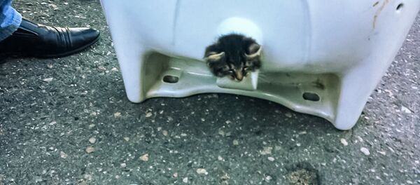 Котенок, застрявший в раковине - Sputnik Латвия