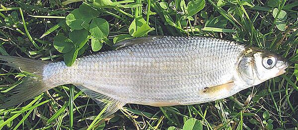 Рыба рыбец - Sputnik Латвия