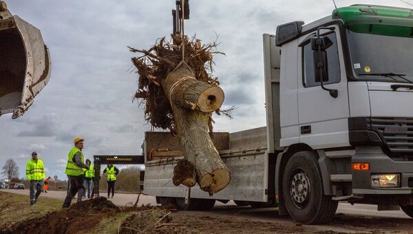 Муравейник с деревом переезжает на новое место - Sputnik Латвия
