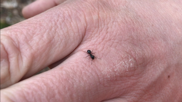 Муравей на руке - Sputnik Латвия