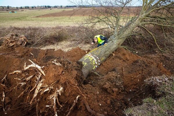 Муравейник с деревом переезжает на новое место - Sputnik Латвия