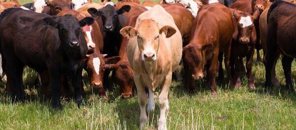 Стадо коров - Sputnik Латвия