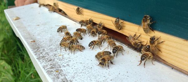 Улей, архивное фото - Sputnik Латвия