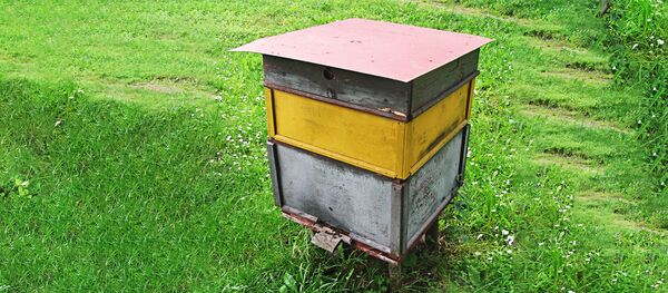 Улей, архивное фото - Sputnik Латвия