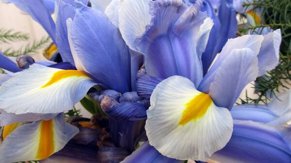 Ирисы - Sputnik Латвия