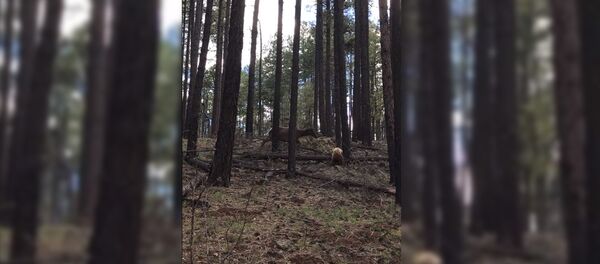 Alnene izglābusi savu mazuli no lāča Alnene izglābusi savu mazuli no lāča - Sputnik Latvija