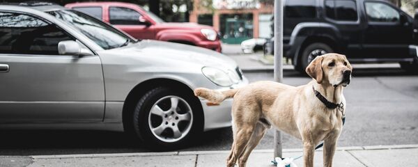 Собака на улице - Sputnik Латвия