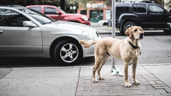 Собака на улице - Sputnik Латвия