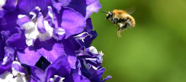 Шмель - Sputnik Латвия