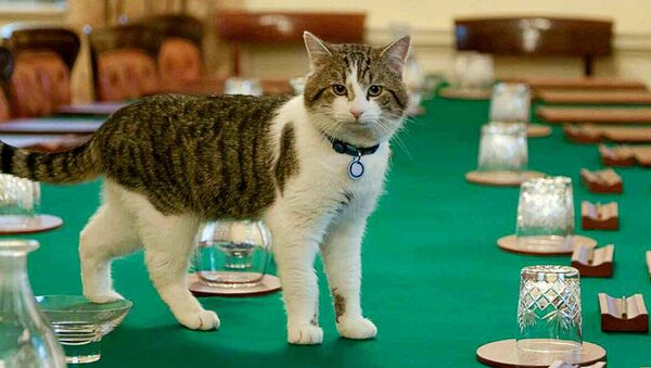 Ларри, кот из резиденции премьер-министра Великобритании - Sputnik Латвия