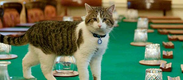 Ларри, кот из резиденции премьер-министра Великобритании - Sputnik Латвия