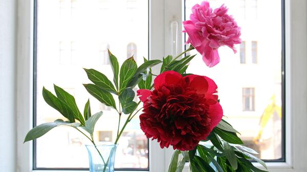 Выставка пионов в Музее природы Выставка пионов в Музее природы - Sputnik Латвия