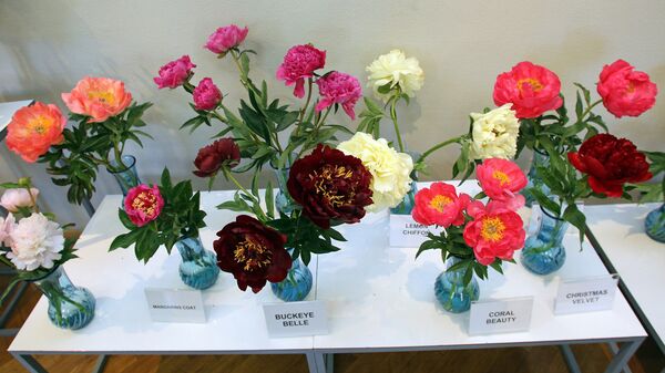 Выставка пионов в Музее природы Выставка пионов в Музее природы - Sputnik Латвия
