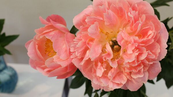 Выставка пионов в Музее природы Выставка пионов в Музее природы - Sputnik Латвия