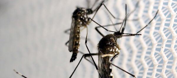 Комары вида aedes aegypti в лаборатории в Бразилии - Sputnik Латвия