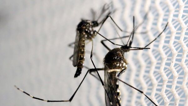 Комары вида aedes aegypti в лаборатории в Бразилии - Sputnik Латвия