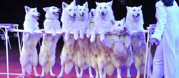 Рижский цирк Фантазия - Sputnik Latvija