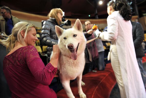 Рижский цирк Фантазия - Sputnik Латвия