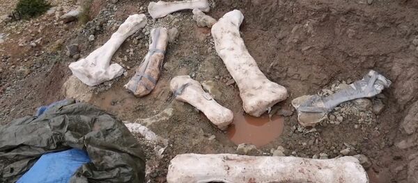 В Испании нашли останки зауропода - Sputnik Латвия