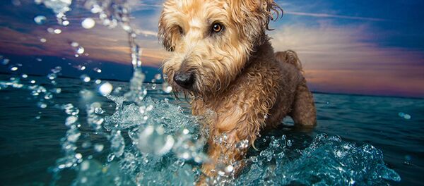 Лучшие снимки собак: победители конкурса Dog Photographer of the year Лучшие снимки собак: победители конкурса Dog Photographer of the year - Sputnik Латвия