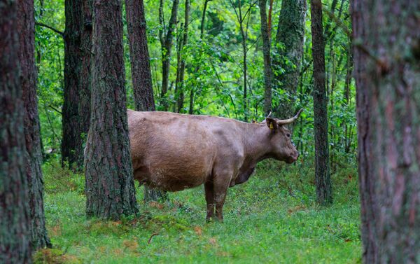 Govis ganībās Engures ezera dabas parkā - Sputnik Latvija