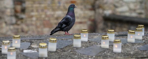 Голубь на Мемориале Большой хоральной синагоги Голубь на Мемориале Большой хоральной синагоги - Sputnik Latvija
