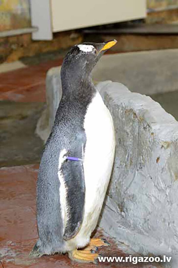 Пингвин Дженту в Рижском зоопарке - Sputnik Латвия