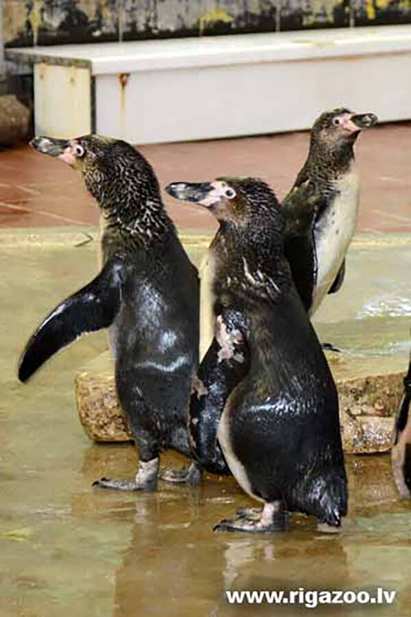Пингвины Гумбольдта в Рижском зоопарке - Sputnik Латвия