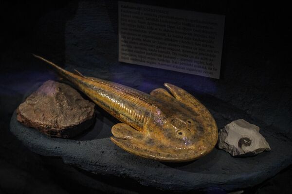 Прекрасно сохранившиеся останки панцирных рыб позволили изучить даже чешуйчатый хвост - Sputnik Латвия