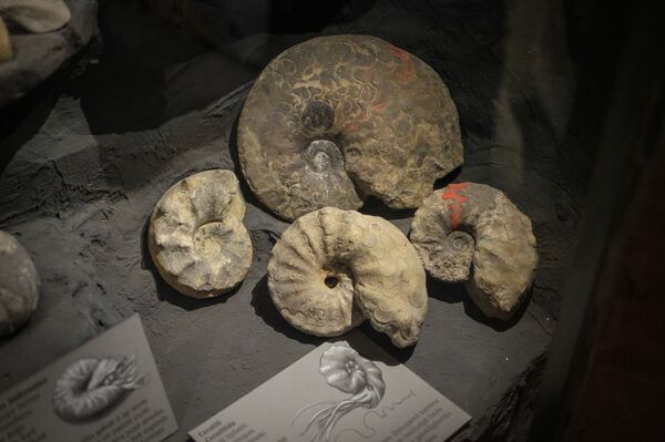 Наутилоиды. Их потомки до сих пор живут у берегов Индии - Sputnik Латвия