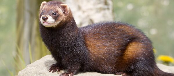 Хорек - Sputnik Latvija