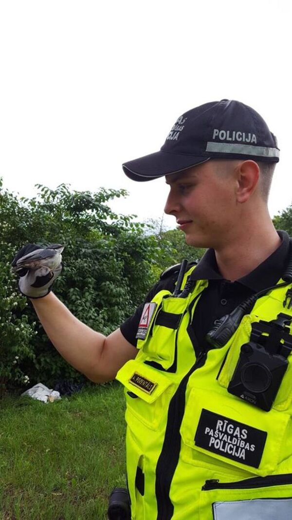 Воробей на службе в Рижской муниципальной полиции - Sputnik Латвия