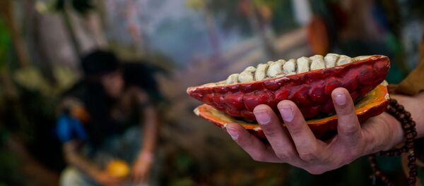 Именно индейцы в древности изобрели первый шоколадный напиток Плод какао в разрезе - Sputnik Латвия