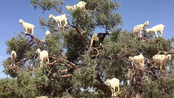 Четвероногие птицы: козы на деревьях в Марокко - Sputnik Латвия