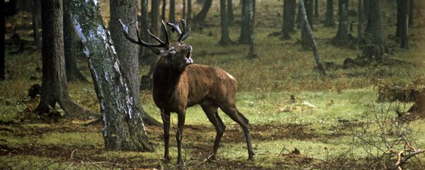 Briedis. Foto no arhīva - Sputnik Latvija