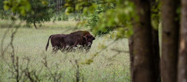 Sumbrs rezervātā Belovežas gārša Sumbrs rezervātā Belovežas gārša - Sputnik Latvija